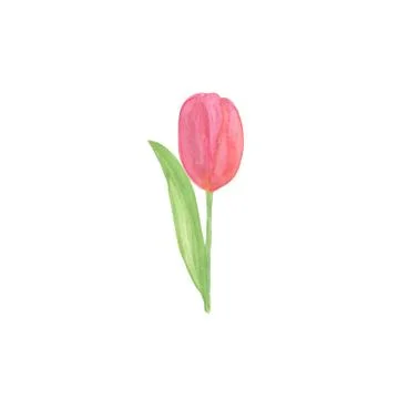 A tender red tulip flower, hand drawn watercolor illustration Illustrazione stock