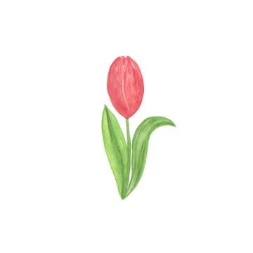 A tender red tulip flower, hand drawn watercolor illustration Illustrazione stock