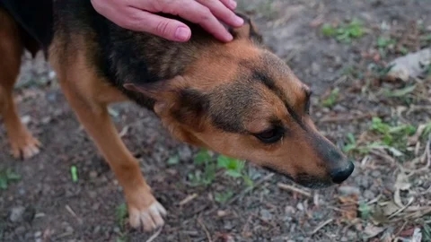 Tender Relation to Stray Dogs HD Pro Stock Footage 71226565