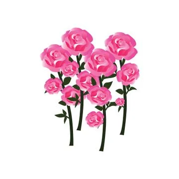 Tender Rose Blossoms with Stems as Fully Developed Flowers - Vector Illustration Stock Illustration