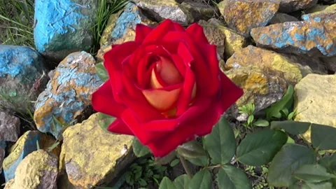 Tender rose 動画素材 163907805