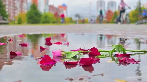 A tender rose lies in a puddle on the sidewalk Stock Footage 201778162