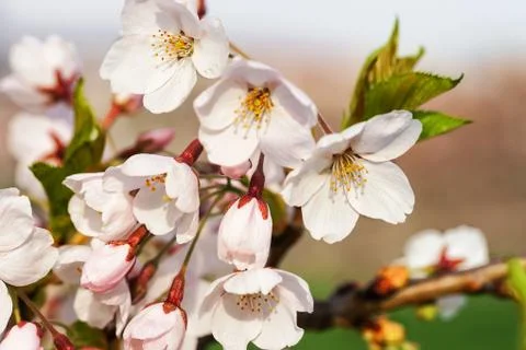 Tender Sakura or cherry tree flowers bloom springtime sunny day Stock Photos