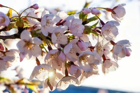 Tender Sakura or cherry tree flowers blooming spring sunny day Stock Photos