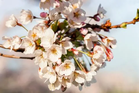 Tender Sakura or cherry tree flowers blossom spring sunny day Stock Photos