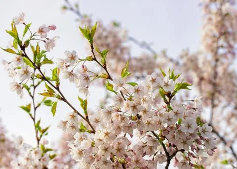 Tender Sakura or cherry tree flowers blossom springtime sunny day Stock Photos