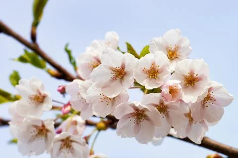Tender Sakura or cherry tree flowers blossoming spring sunny day Stock Photos