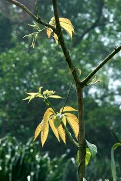 Tender Shoot Stock Photos