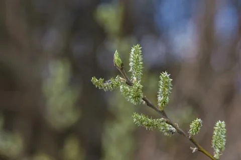 Tender spring buds of a long-eared willow close-up. Stock Photos