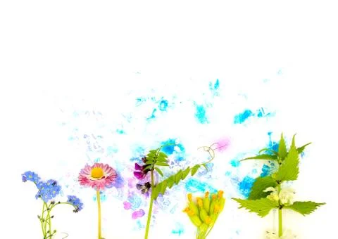 Tender spring dead-nettle, daisy, and other may flowers and hand painted blue Stock Photos