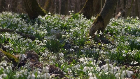 Tender spring flowers in the early spring in the forest, Early spring white Stock Footage 151141427