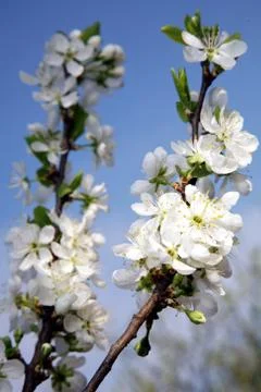 Tender spring flowers macro 스톡 사진