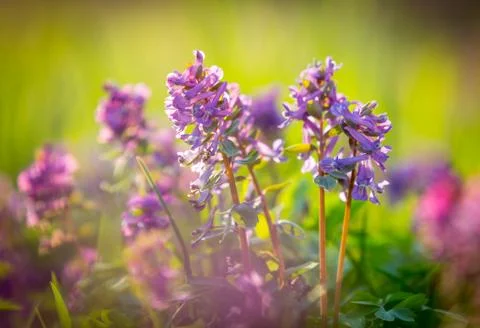 Tender spring flowers Stock Photos