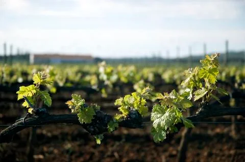 Tender spring grape vines Stock Photos