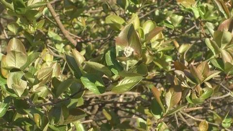 Tender spring greens dissolve in the nature Stock-Footage 76158172