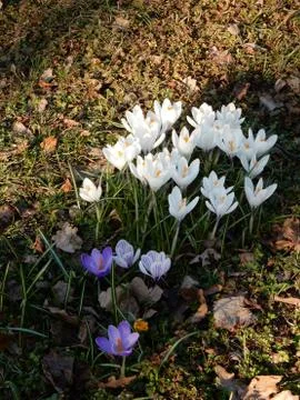 Tender spring multicolored crocuses among grass on a blurred background Stock Photos