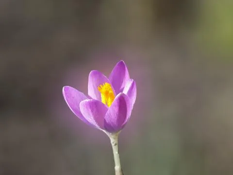 Tender spring purple crocuse Stock Photos