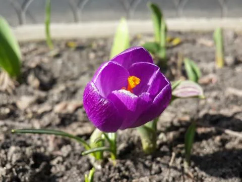 Tender spring purple crocuse Stock Photos
