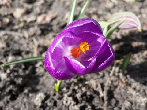 Tender spring purple crocuse Stock Photos