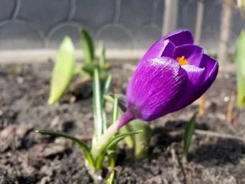 Tender spring purple crocuse Stock Photos