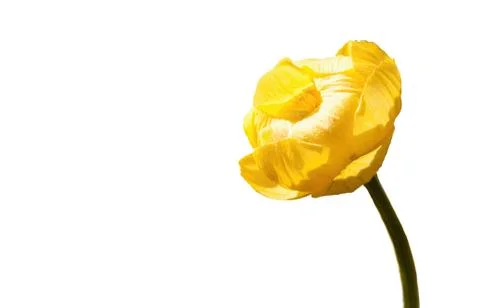 Tender Spring Yellow Stock Photos