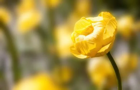 Tender Spring Yellow Stock Photos