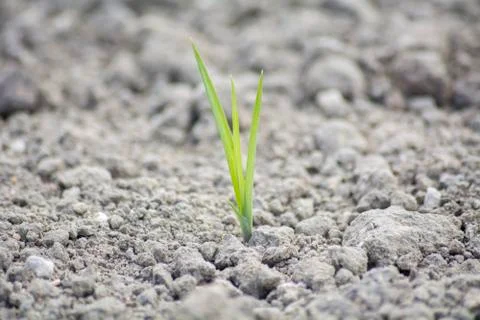 Tender sprout  in the ground Stock Photos