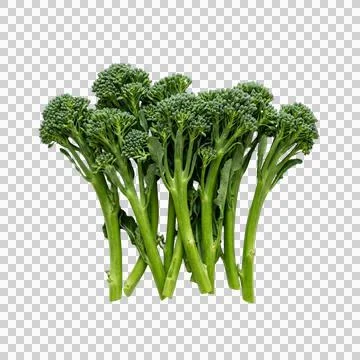 Tender stem broccoli bunch on transparent background for professional food .. Stock-Fotos