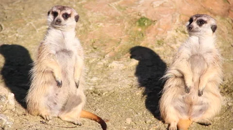 Tender suricata couple Vídeos de archivo 46529302