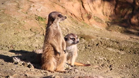 Tender suricatas Stock Footage 46587497