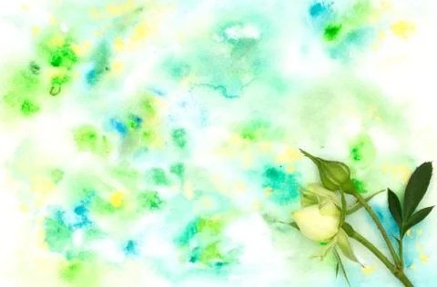 Tender tiny rose flower bud and cyan aquamarine green yellow bright colorful  Stock Photos