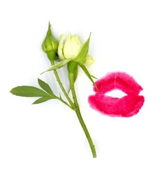 Tender tiny rose flower bud and pink red lips kiss isolated on white backgrou Stock Photos