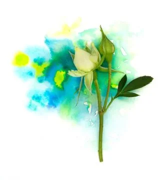 Tender tiny rose flower bud and a hand-painted yellow green cyan watercolor b Stock Photos