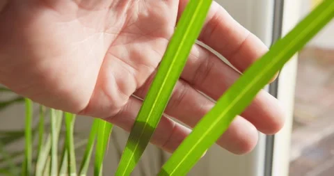 Tender Touch on Green Leaves: Видео 331536482