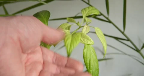 Tender Touch on New Growth: 库存影片 331536364