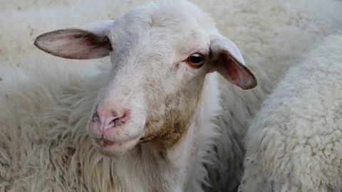 Tender white sheep portrait Stock Footage 80698925