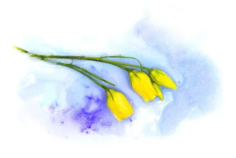 Tender white tiny rose eustoma flower floating in the foam water and violet blue Stock Photos