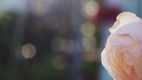 Tender White transparent rose petals Stock Footage 317830672