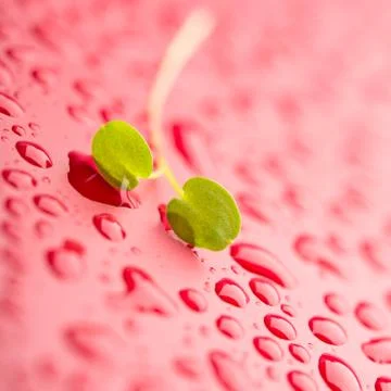 Tenderness of nature Foto stock