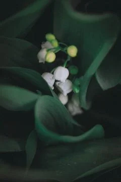 Tenderness 스톡 사진