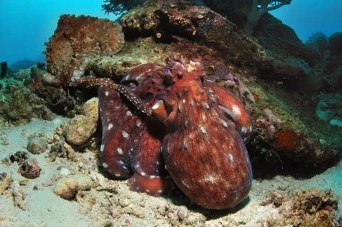 Tenderness Stock Photos