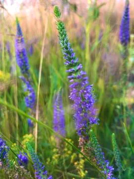 Tenderness Stock Photos