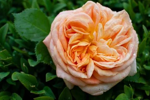 Tenderness rose in a rustic background. Rose on a green bush Stock Photos