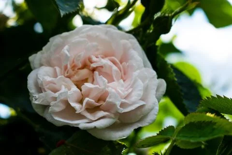 Tenderness rose in a rustic background. Rose on a green bush Stock Photos