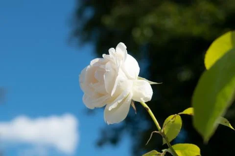 Tenderness rose in a rustic background. Rose on a green bush Stock Photos