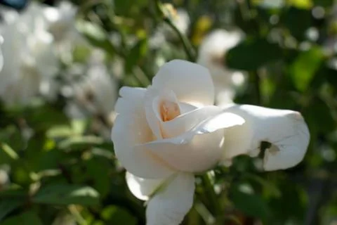 Tenderness rose in a rustic background. Rose on a green bush Stock Photos