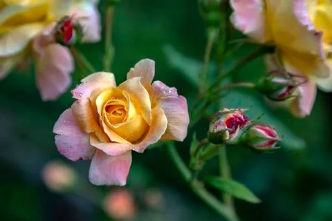Tenderness roses Foto stock