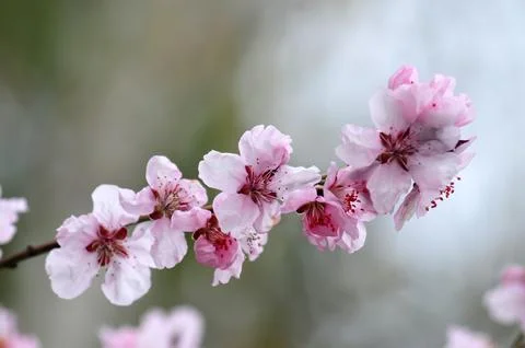 Tenderness of spring bloom Photos