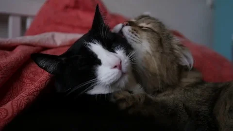 Tenderness of two cats on the bed, one cat licks another. HD, 1920x1080, slow Video stock 82491512