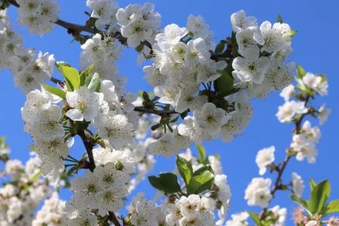 The tenderness of white petals under the spring blue sky 스톡 사진